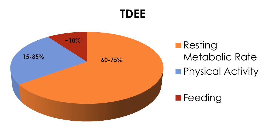 TDEE. Resting metabolic rate. Energy expenditure. TDEE BMR на русском.
